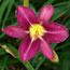 Hemerocallis Chicago Weathermaster